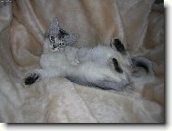 somálská manekýna